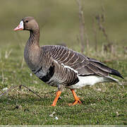 Greater White-fronted Goose