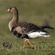 Greater White-fronted Goose