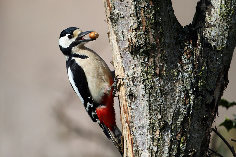 Great Spotted Woodpecker