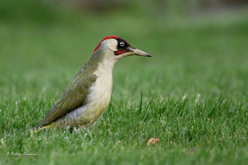 European Green Woodpecker