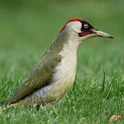 European Green Woodpecker