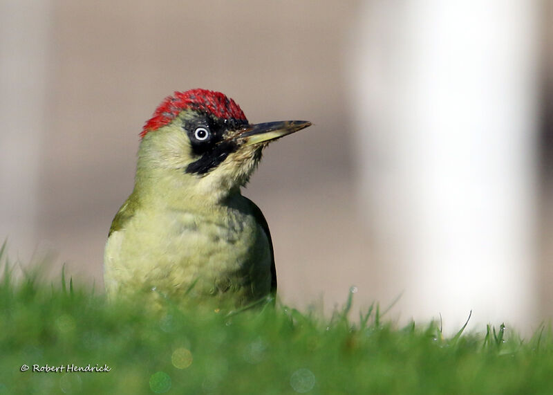 European Green Woodpecker