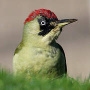 European Green Woodpecker