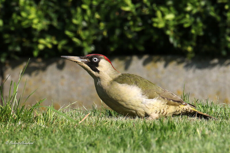 European Green Woodpecker