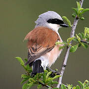 Red-backed Shrike