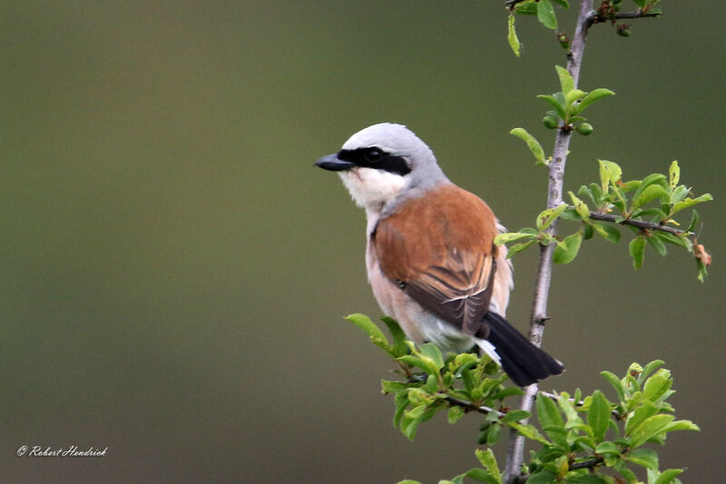 Red-backed Shrike