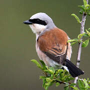 Red-backed Shrike