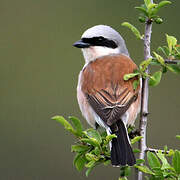 Red-backed Shrike