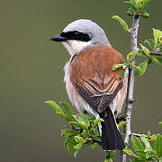 Red-backed Shrike