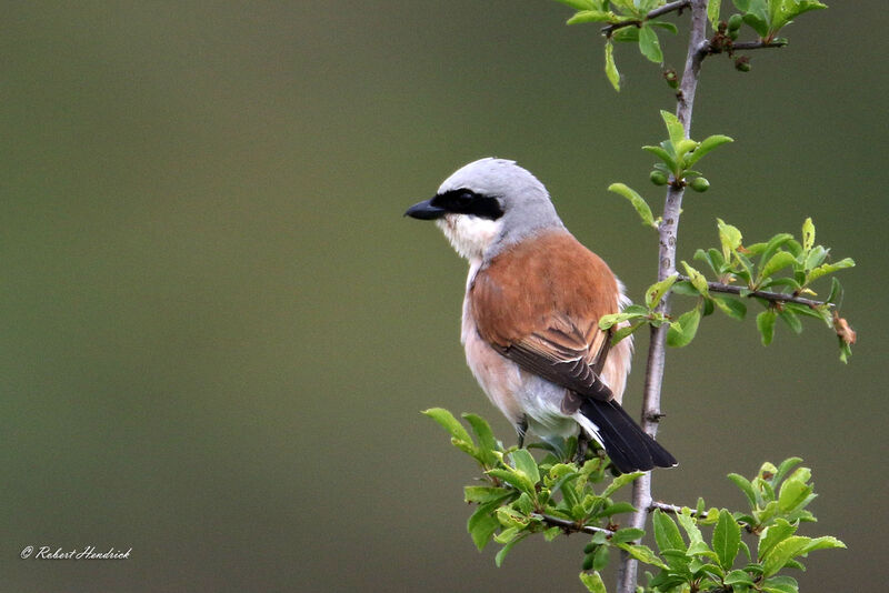 Red-backed Shrike