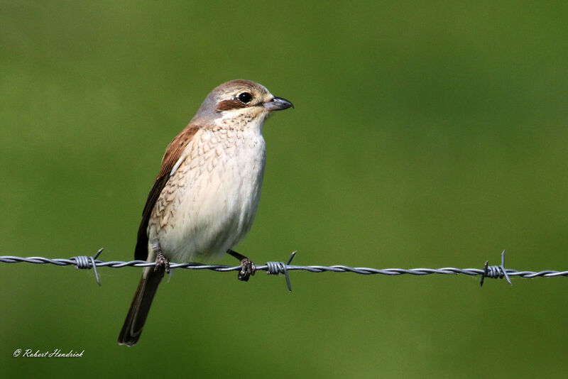 Red-backed Shrike