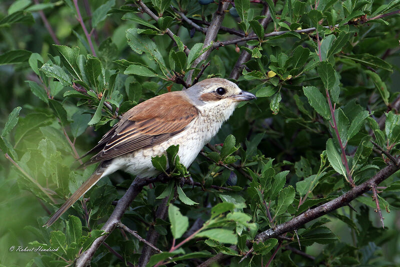 Red-backed Shrike