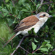 Red-backed Shrike