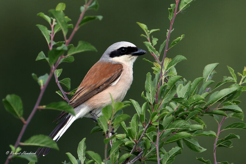 Red-backed Shrike