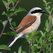 Red-backed Shrike