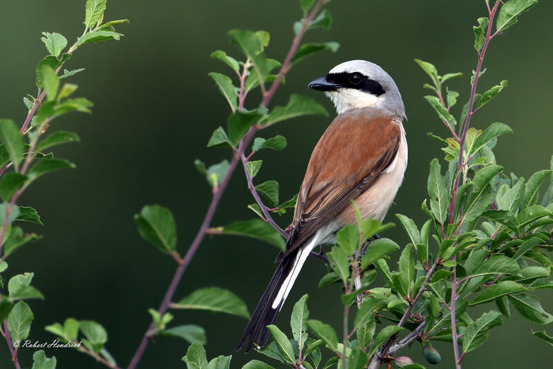 Red-backed Shrike