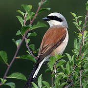 Red-backed Shrike