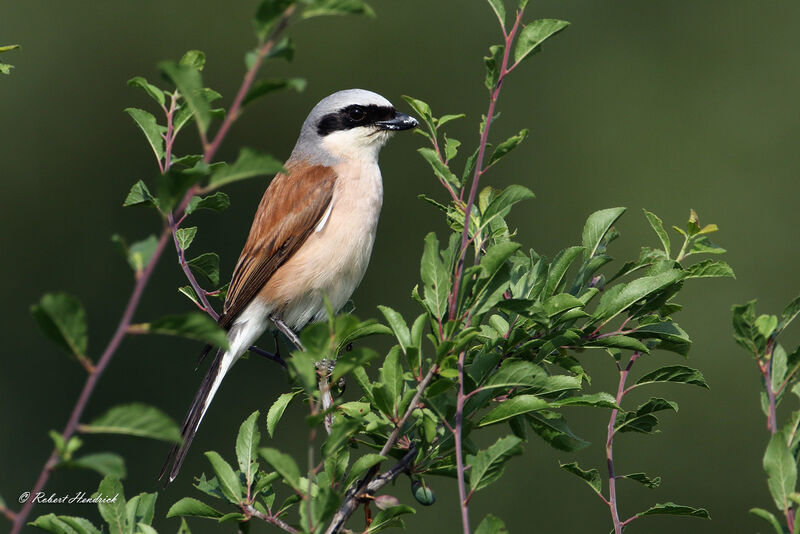 Red-backed Shrike