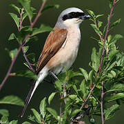 Red-backed Shrike