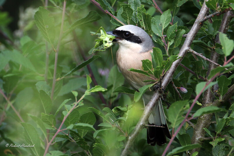 Red-backed Shrike