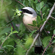 Red-backed Shrike