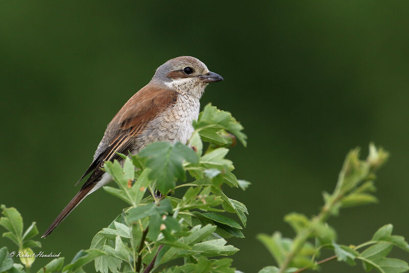 Red-backed Shrike