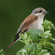 Red-backed Shrike