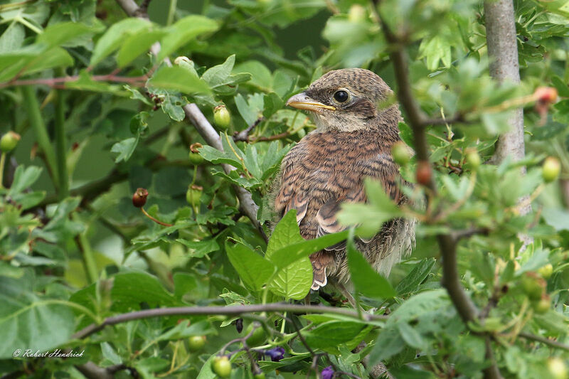 Red-backed Shrike