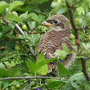 Red-backed Shrike