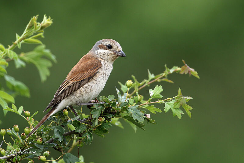 Red-backed Shrike