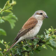 Red-backed Shrike