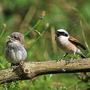 Red-backed Shrike