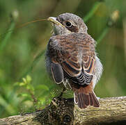 Red-backed Shrike