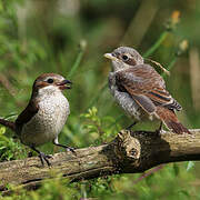 Red-backed Shrike