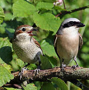 Red-backed Shrike