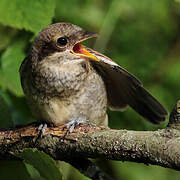 Red-backed Shrike