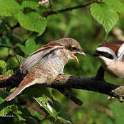 Red-backed Shrike