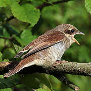 Red-backed Shrike