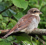 Red-backed Shrike