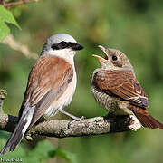 Red-backed Shrike