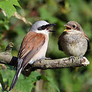 Red-backed Shrike