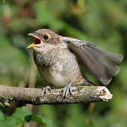 Red-backed Shrike