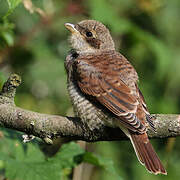 Red-backed Shrike