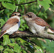 Red-backed Shrike