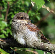 Red-backed Shrike