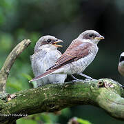 Red-backed Shrike