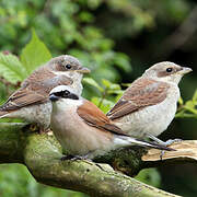 Red-backed Shrike