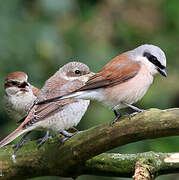 Red-backed Shrike