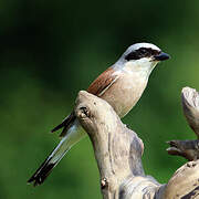 Red-backed Shrike