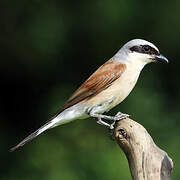 Red-backed Shrike